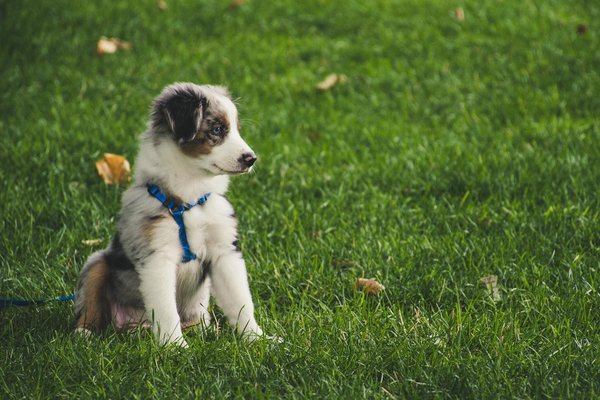 Tips for puppy training