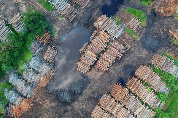 Can sustainable forestry practices help combat illegal logging and deforestation?
